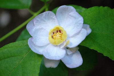 Sinocalycanthus chinensis - sazaníkovec čínský -květ